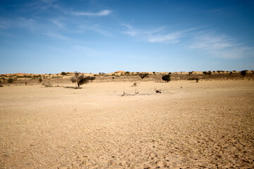 Dryriverbed in Kalahari, Kgalagadi Reserve, South Africa.