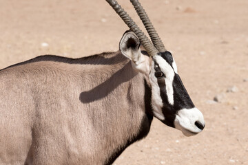 Gemsbok (Oryx gazella) portrait in the Kgalagadi Reserve, South Africa