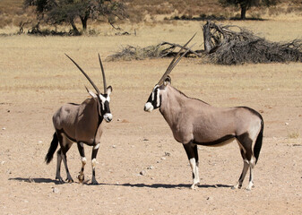 Gemsbok (Oryx gazella) portrait in the Kgalagadi Reserve, South Africa