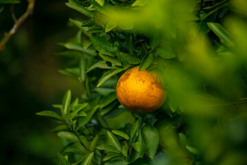 Ripe oranges in orange orchards are grown for agriculture. Blurred foreground and blurred background.