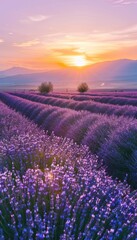 Fototapeta premium Landscape with violet lavender flower field at sunset. The enchanting beauty of Lavender Fields