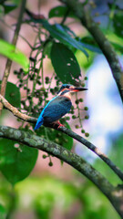 Obraz premium bird on a branch