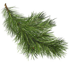 Fluffy fir branches. Green Christmas pine branch. Watercolor illustration in digital format. Christmas tree. Pine. Isolated composition on a white background for New Year and Christmas.