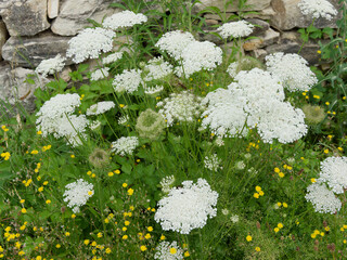 Daucus carota or wild carrot. White inflorescences in flat, dense terminal umbels with a dark...