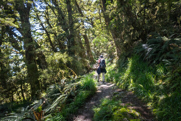 Man hiking in the forest at  Routeburn Track, South Island. New Zealand.