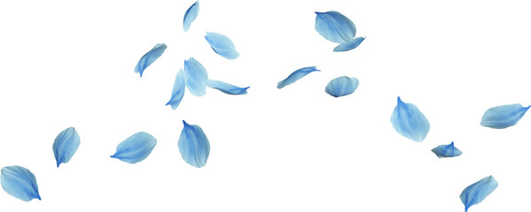 blue cherry blossom petals