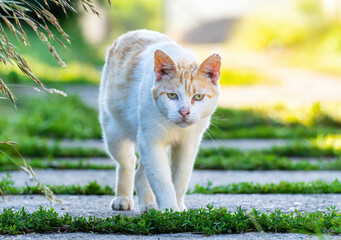 portret kota domowego © Marek