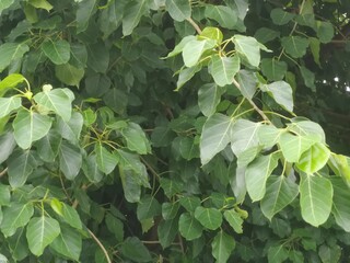 pol tree