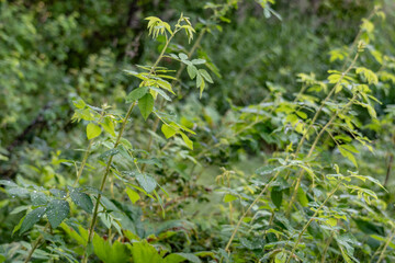 Actaea rubra, the red baneberry or chinaberry, is a poisonous herbaceous flowering plant in the family Ranunculaceae, native to North America.  , Potter Marsh Wildlife Viewing Boardwalk, Anchorage,