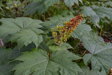 Devil's club or Devil's walking stick (Oplopanax horridus, Araliaceae; syn. Echinopanax horridus,...