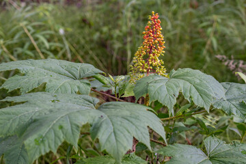 Devil's club or Devil's walking stick (Oplopanax horridus, Araliaceae; syn. Echinopanax horridus, Fatsia horrida), Potter Marsh Wildlife Viewing Boardwalk, Anchorage, Alaska