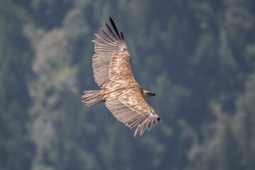 Eurasian griffon vulture (Gyps fulvus) with spred wings fling over a coniferous forest in the Italian Alps, Horinzontal, July.