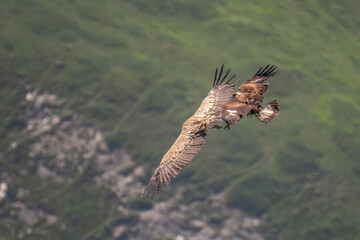 Wild Young golden eagle (Aquila chrysaetos) attacking a eurasian griffon vulture (Gyps fulvus) in...