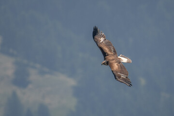 Wild Golden eagle (Aquila chrysaetos) in fligh over the valley, Italian Alps, July, Horinzontal. Bird of prey with spread wings. 