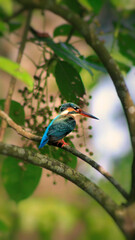 kingfisher on branch