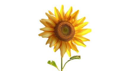 Obraz premium Vibrant Sunflower Blooms Under Bright Sky in Full Glory During Summer Afternoon