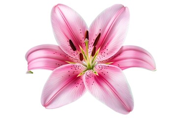 Fototapeta premium Pink Lily Flower Close-Up