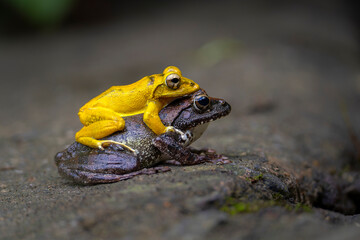 Buergeria robusta brown tree frog mating