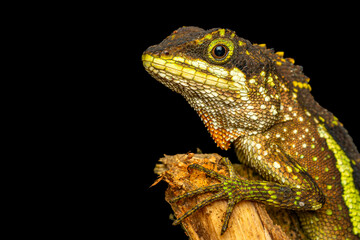 Obraz premium Taiwan japalure close up on a branch with black background