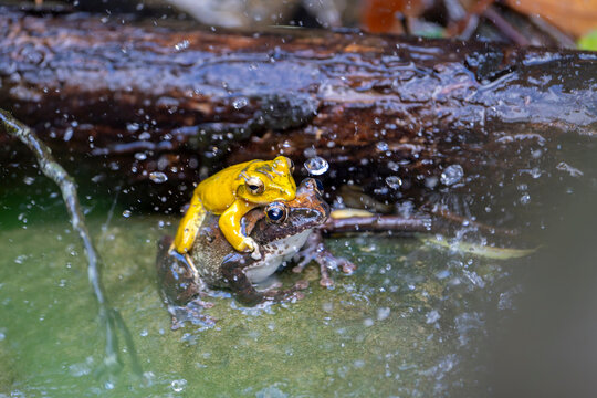 Buergeria robusta brown tree frog mating on the water 
