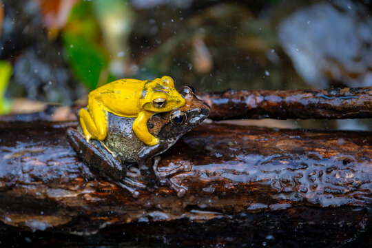 Buergeria robusta brown tree frog mating
