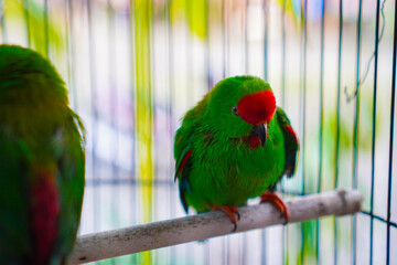 Two caged hanging parrots, small birds native to the Indian continent and Southeast Asia, have a distinctive appearance with bright, mostly green feathers and short tails.