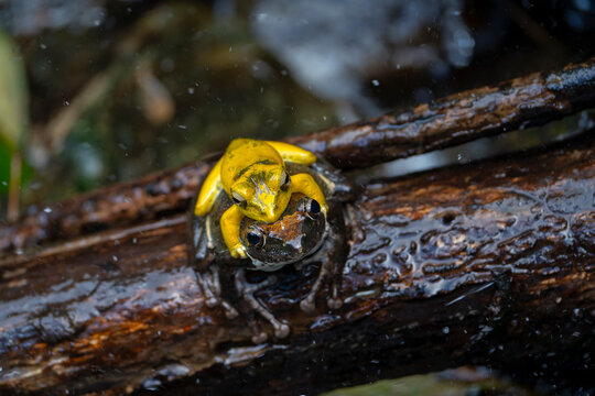 Buergeria robusta brown tree frog mating
