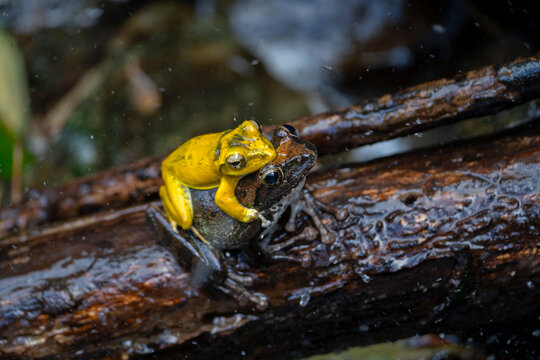 Buergeria robusta brown tree frog mating