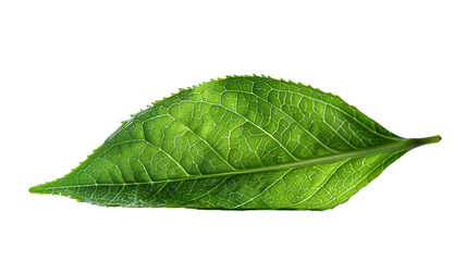 Fototapeta premium Vibrant Green Leaf Glowing Against A Pure White Background Captured In Natural Light