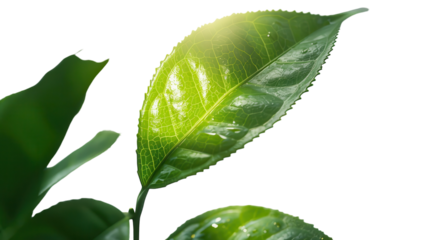 Vibrant Green Leaves Glimmering Under Bright Sunlight in a Serene Natural Setting