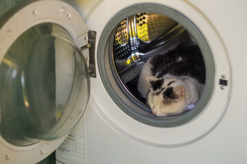 A black and white cat lies inside empty washing machine, its head sticking out of the door and sleeping. Trying to escape the summer heat of pets. Comfortable place to sleep