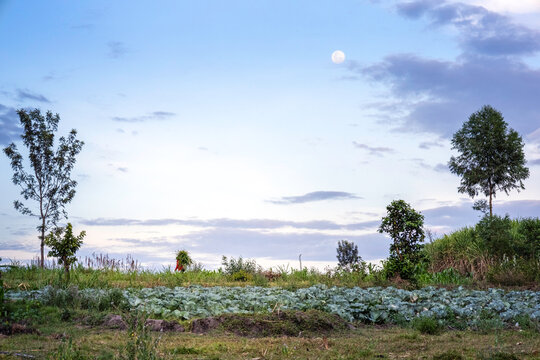 Farm field in rural Africa at dusk