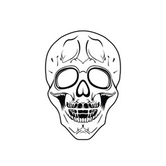 human skull line art vector