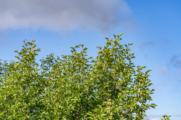 Alnus alnobetula is a common tree widespread across much of Europe, Asia, and North America. Alnus viridis, the green alder, Alnus alnobetula subsp. fruticosa.  Potter Marsh Wildlife Viewing Boardwalk