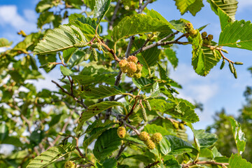 Alnus alnobetula is a common tree widespread across much of Europe, Asia, and North America. Alnus viridis, the green alder, Alnus alnobetula subsp. fruticosa.  Potter Marsh Wildlife Viewing Boardwalk