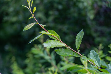 Willows, also called sallows and osiers, of the genus Salix, Potter Marsh Wildlife Viewing...