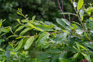 Willows, also called sallows and osiers, of the genus Salix, Potter Marsh Wildlife Viewing...