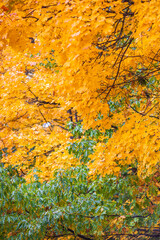 Close up of autumn maple trees. Autumn background. Vertical image. Selective focus.