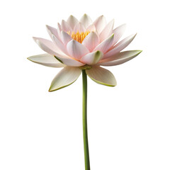Fototapeta premium single water lily flower long stem isolated on white background