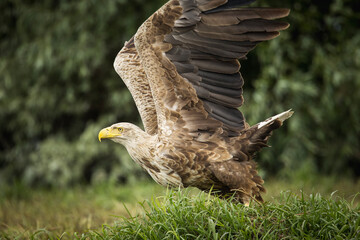 White tailed eagle in wild nature