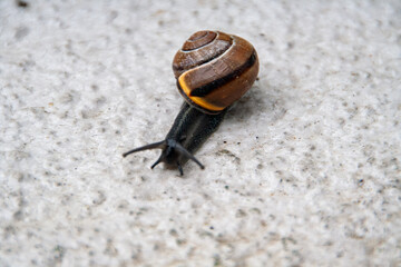 Gefleckte Schnirkelschnecke, Baumschnirkelschnecke, Baumschnecke kriechts auf einem groben weißem Untergrund.