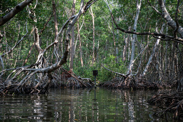 Obraz premium Navigating through the mangrove in search of animal species