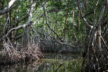 Navigating through the mangrove in search of animal species