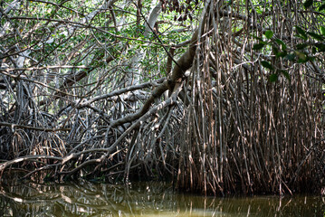 Navigating through the mangrove in search of animal species