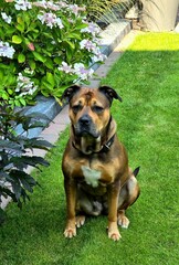 german shepherd dog