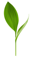 Lily of the valley Leaf, isolated on white background, full depth of field