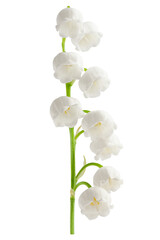 Lily of the valley isolated on white background, full depth of field