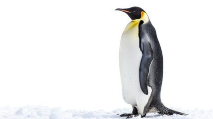 Fototapeta premium emperor penguin isolated on white background