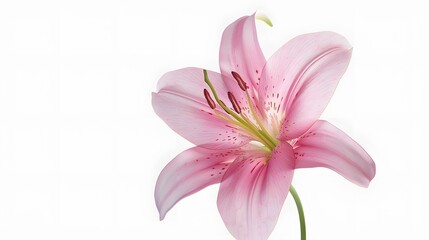 Fototapeta premium Pink Lily Flower Close-up
