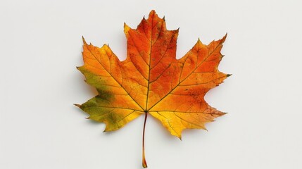 Maple (Acer): Famous for their striking leaf shape and vivid fall colors, maples produce samaras winged seeds that play a crucial role in their natural dispersal.
